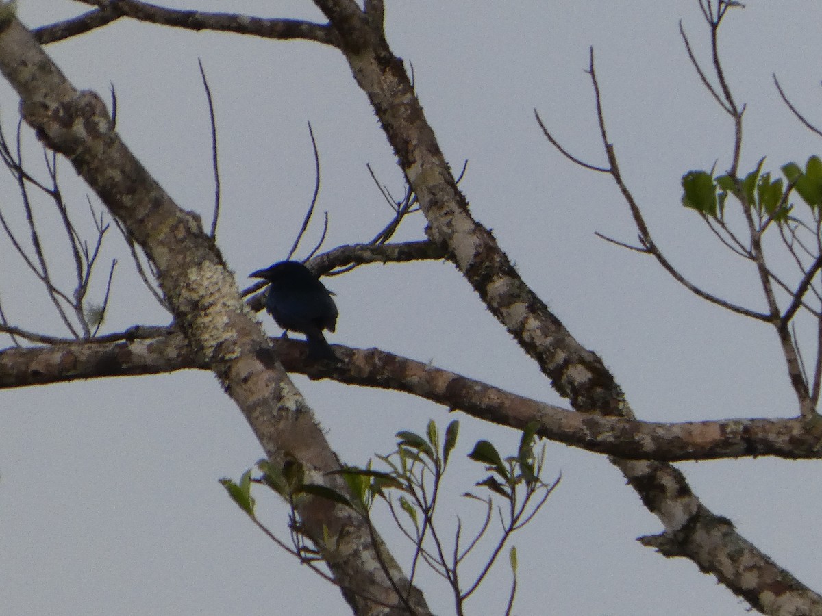 Spangled Drongo - ML644268627