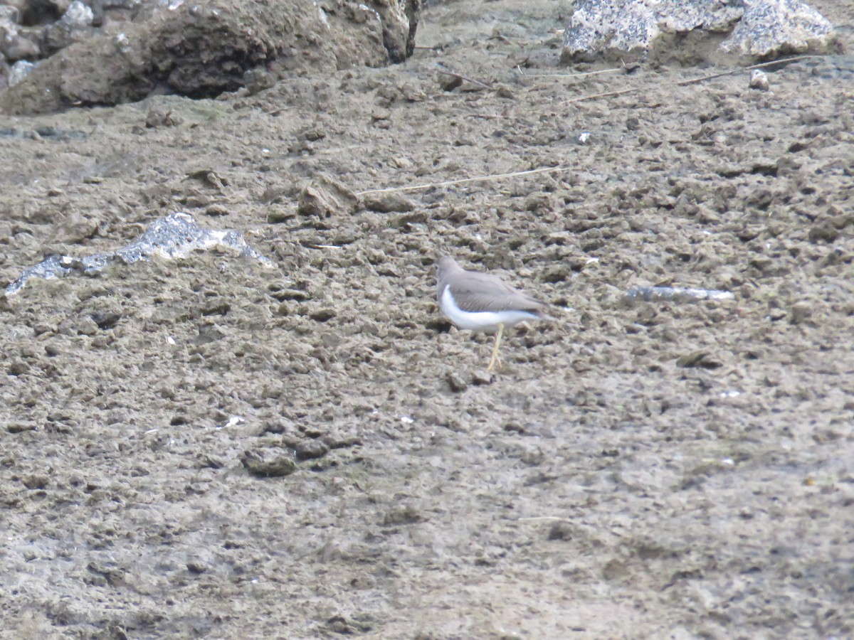 Spotted Sandpiper - ML644268629