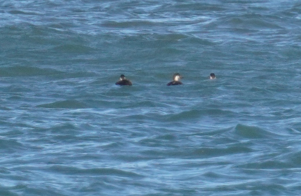 Black Scoter - ML644268630