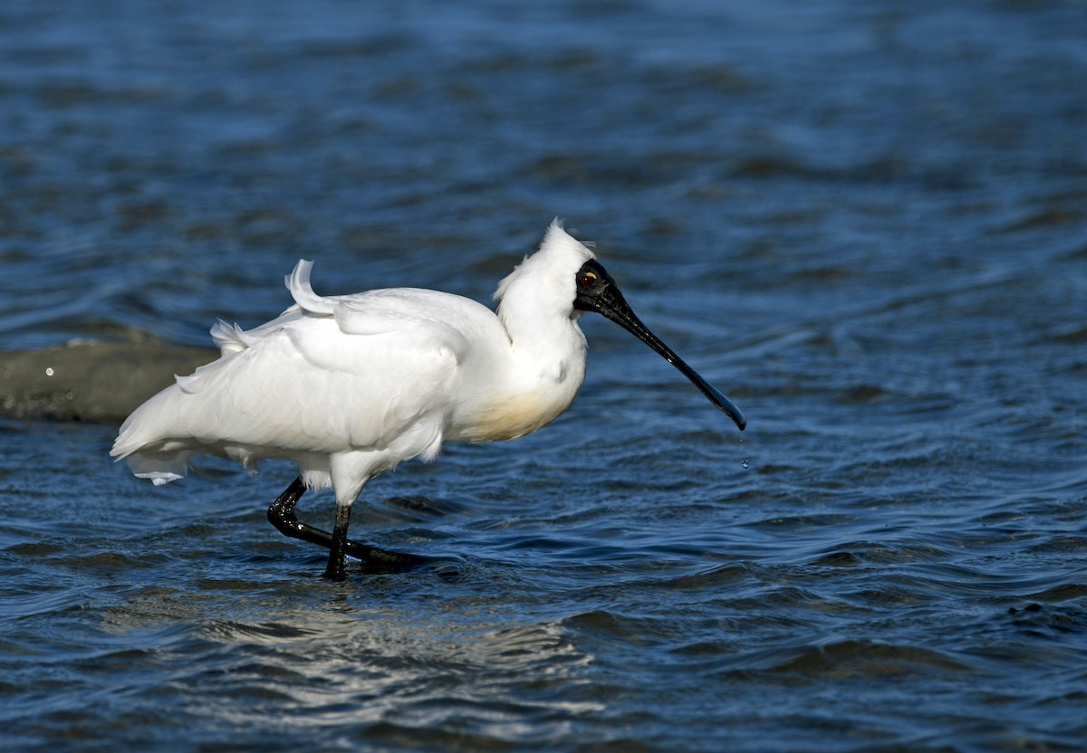 Royal Spoonbill - ML644268631