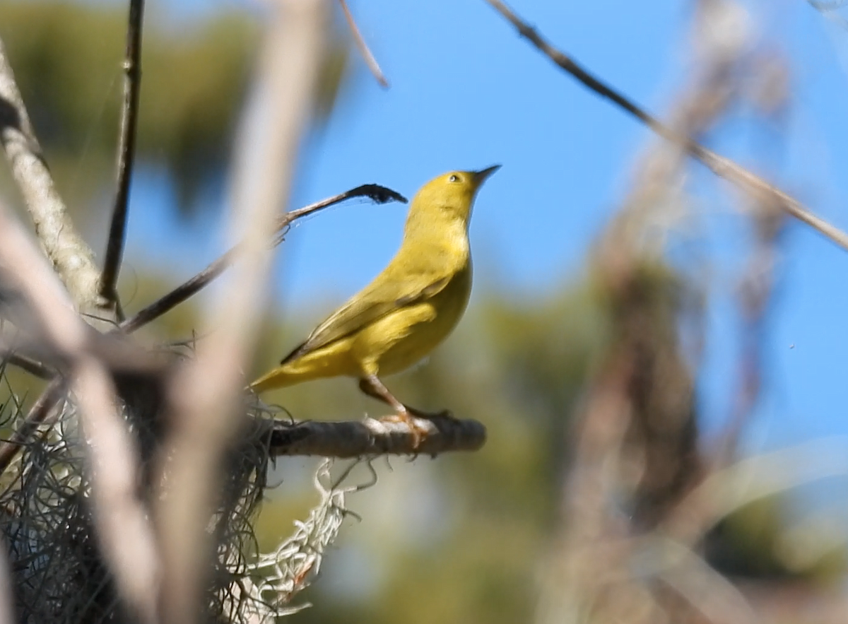 Northern/Mangrove Yellow Warbler - ML644268633