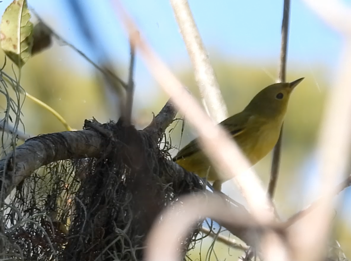 Northern/Mangrove Yellow Warbler - ML644268634