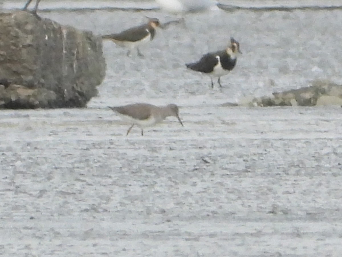 青足鷸 - ML644268635