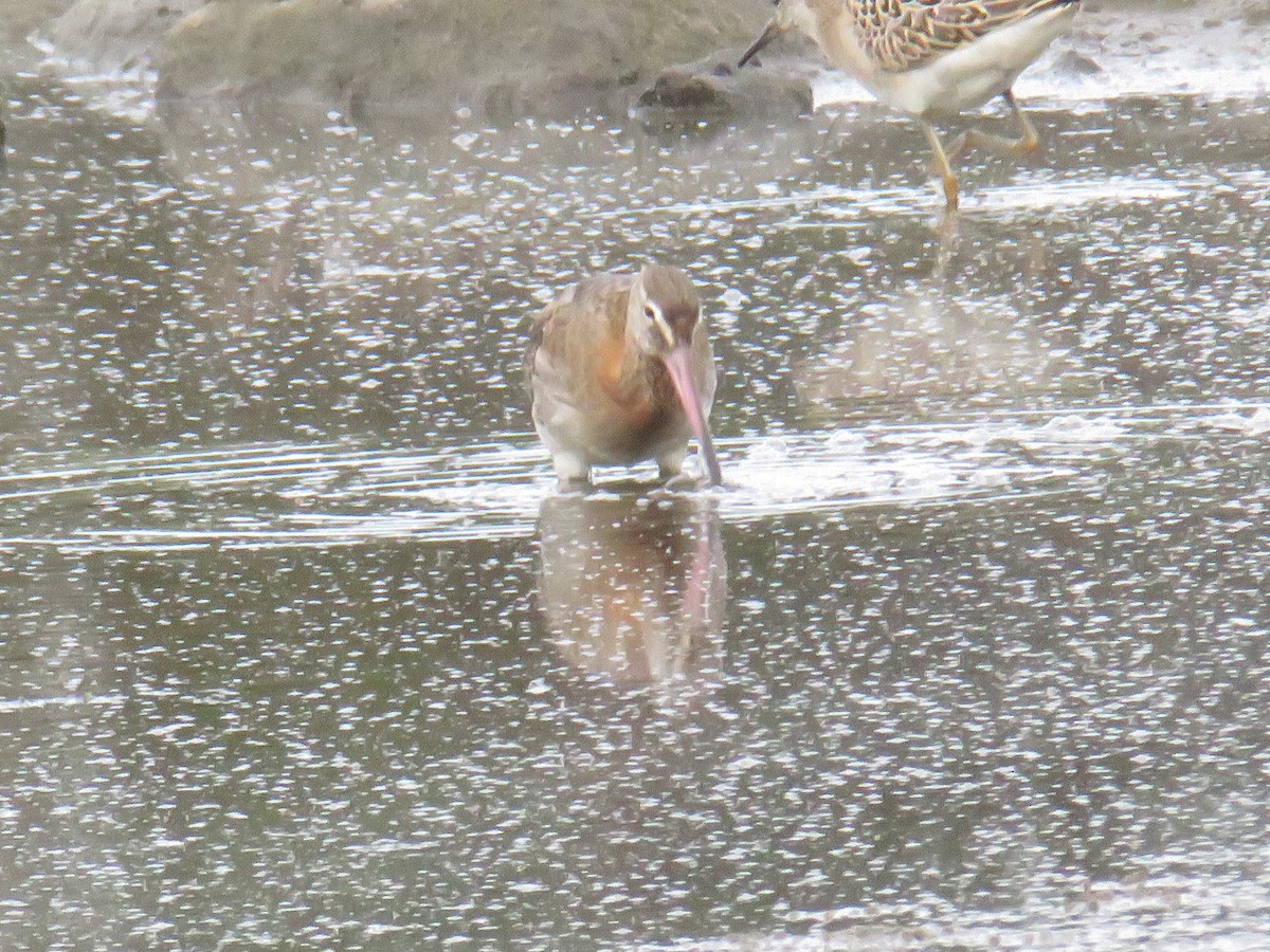 黑尾鷸 - ML644268636