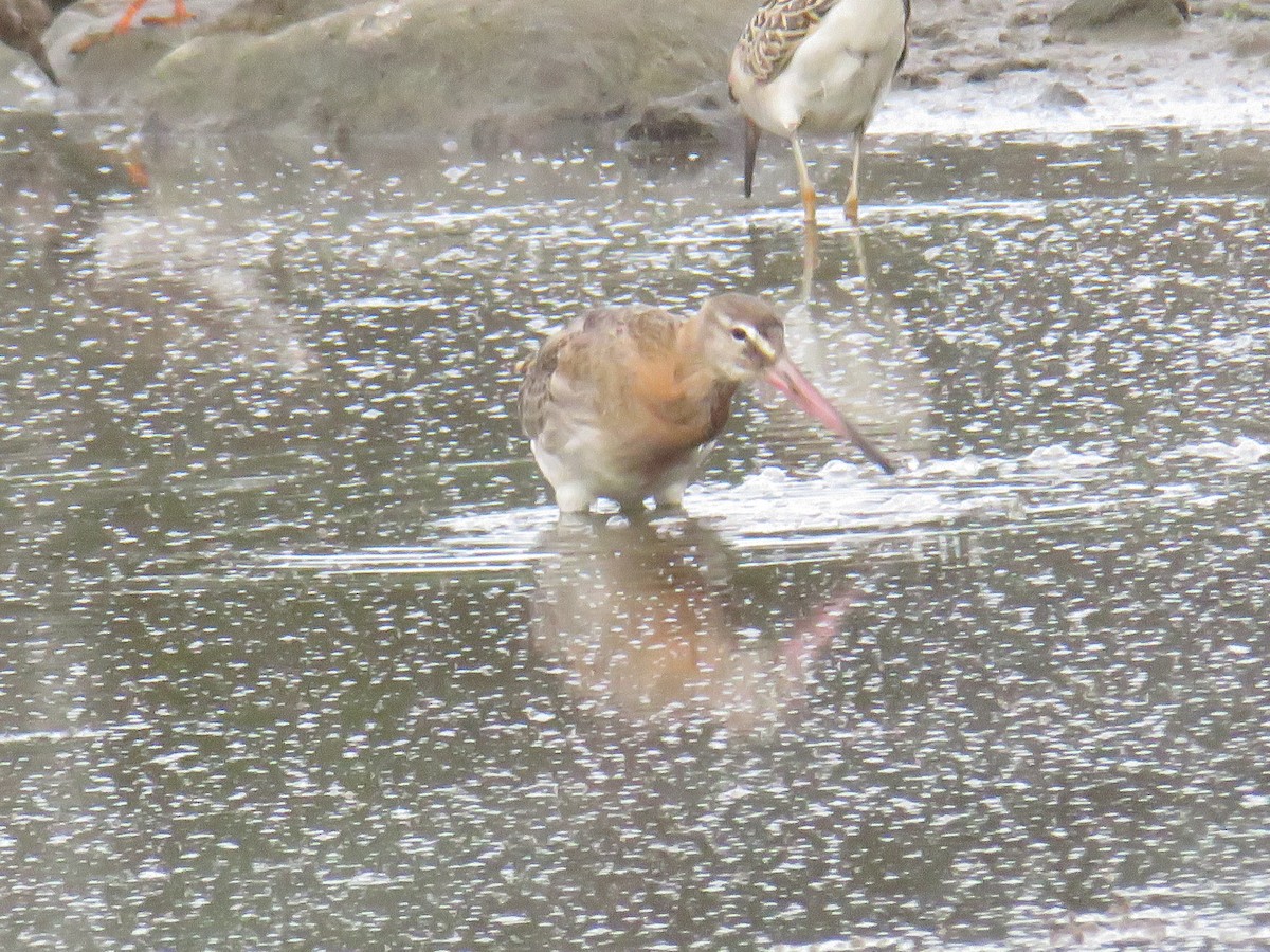 黑尾鷸 - ML644268637