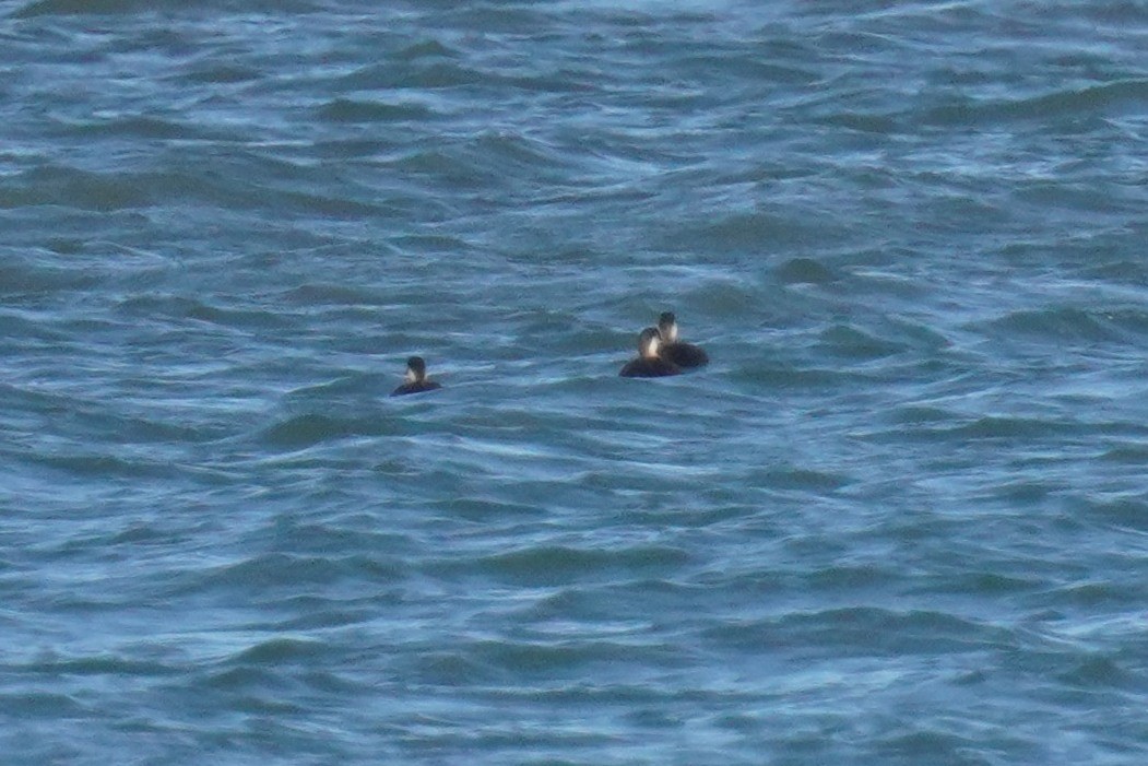 Black Scoter - ML644268638