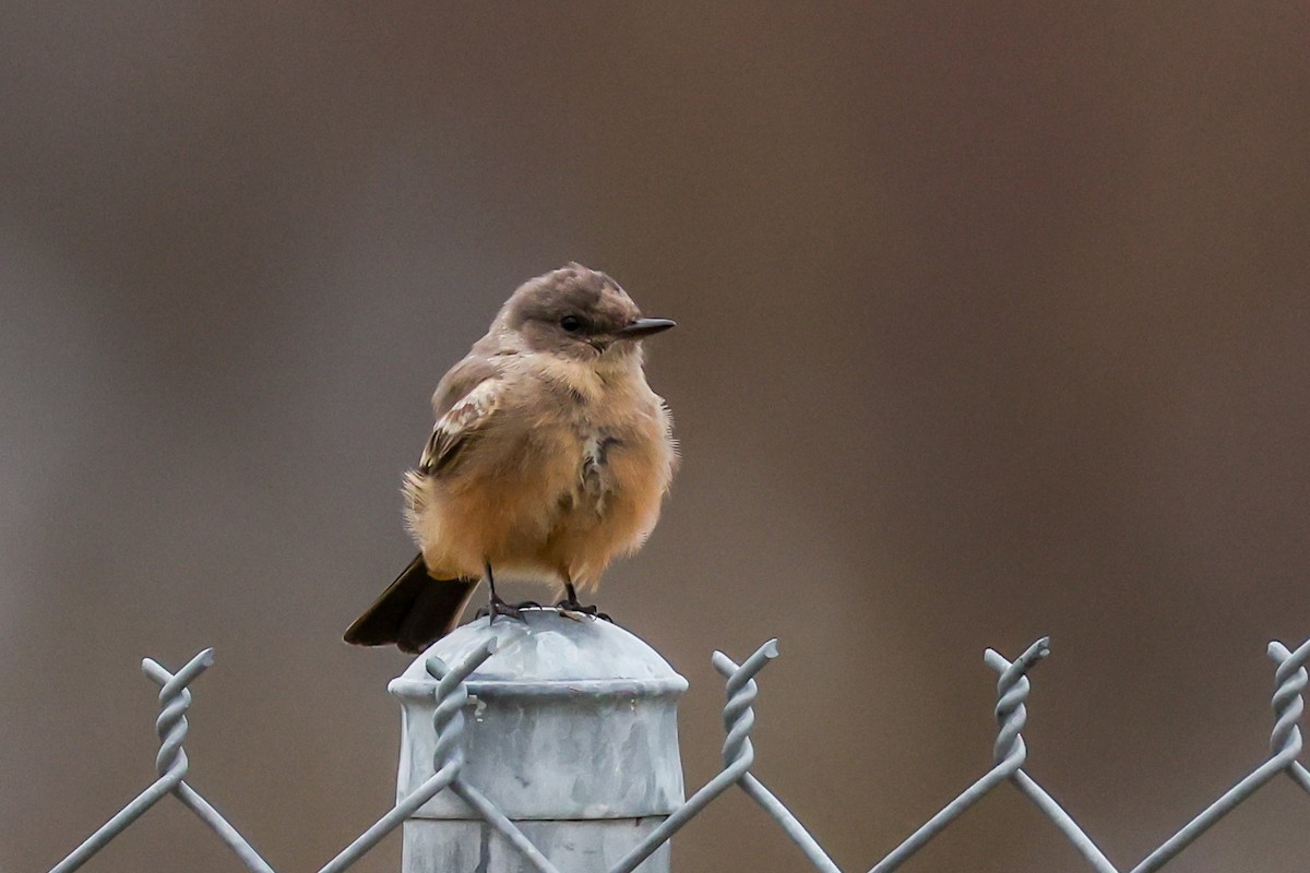 brunfibi - ML644268639