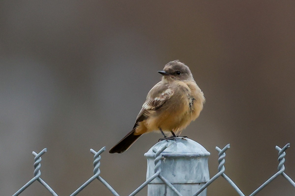 brunfibi - ML644268640