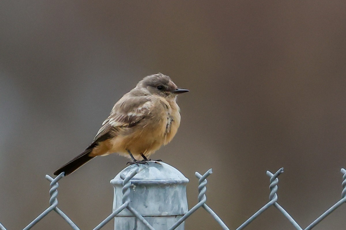 brunfibi - ML644268641