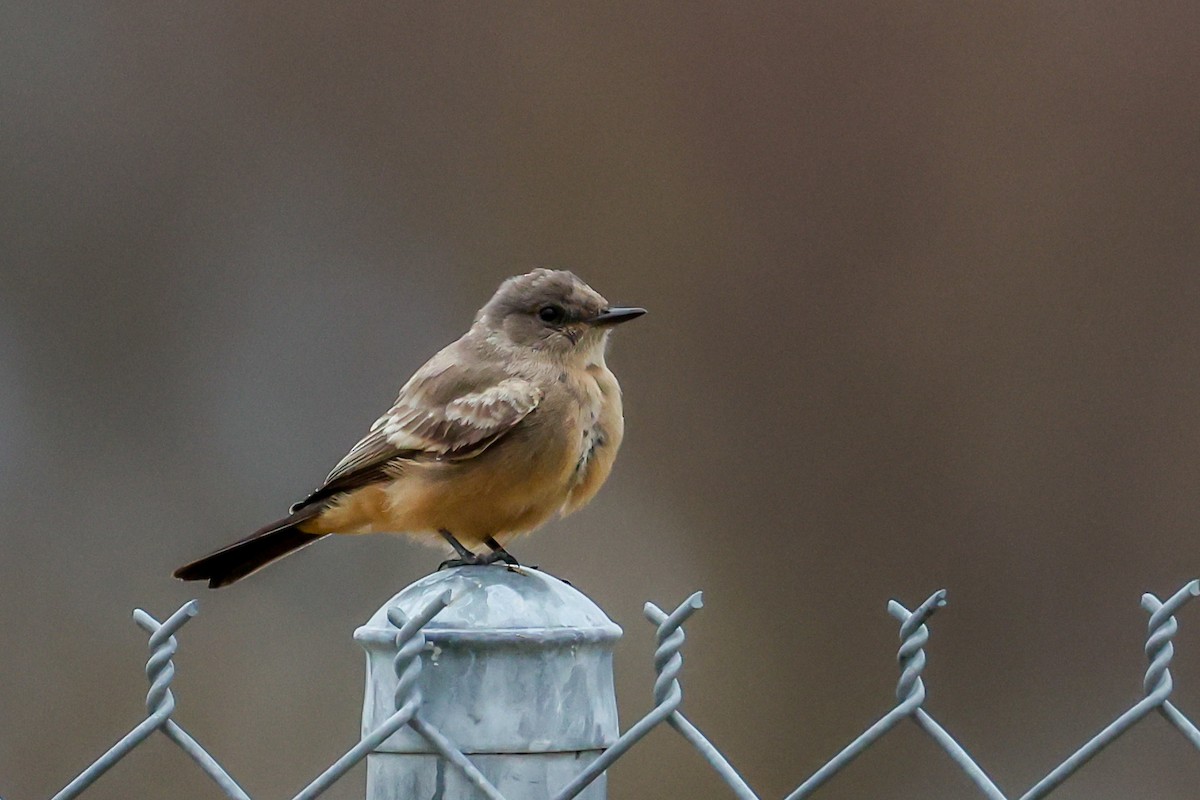 brunfibi - ML644268642