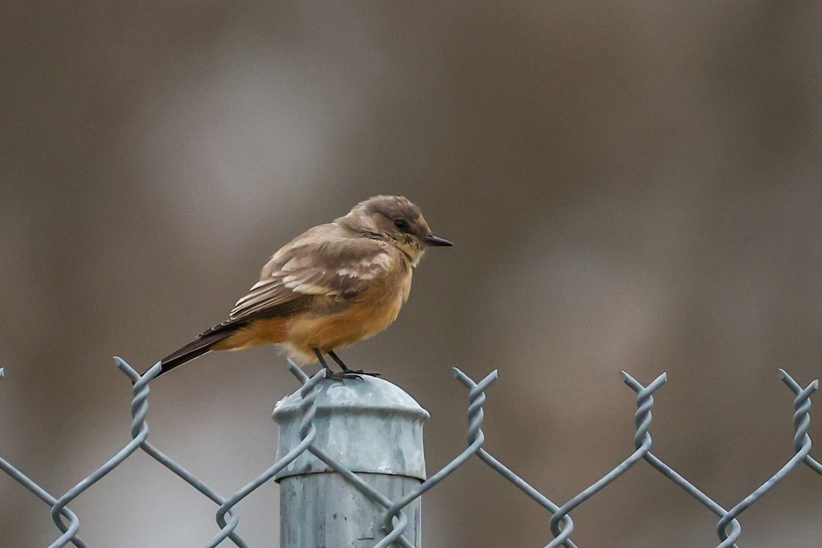 brunfibi - ML644268643