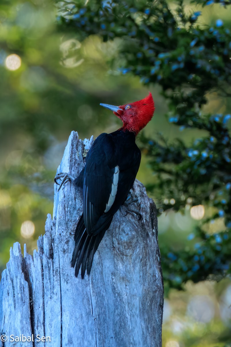 Magellanic Woodpecker - ML644268644