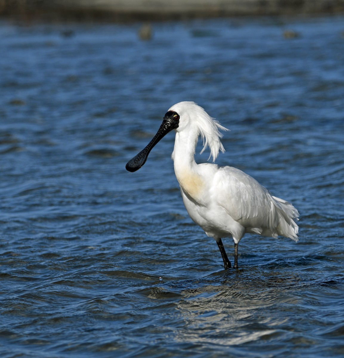 Royal Spoonbill - ML644268645