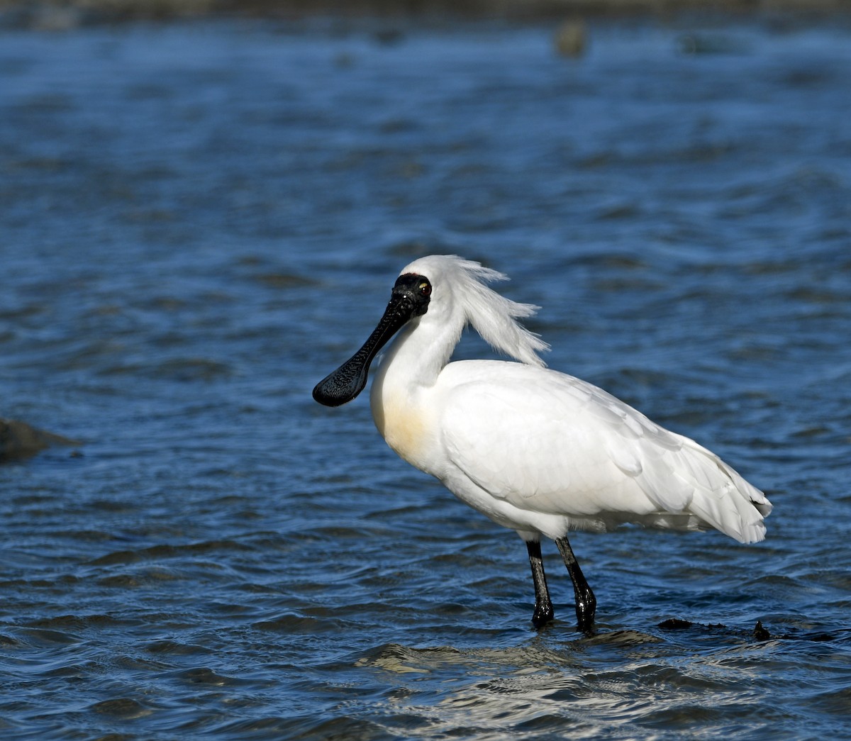 Royal Spoonbill - ML644268651