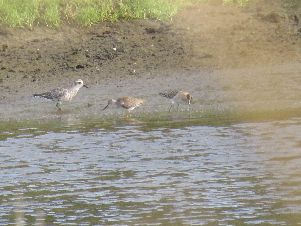 流蘇鷸 - ML644268652