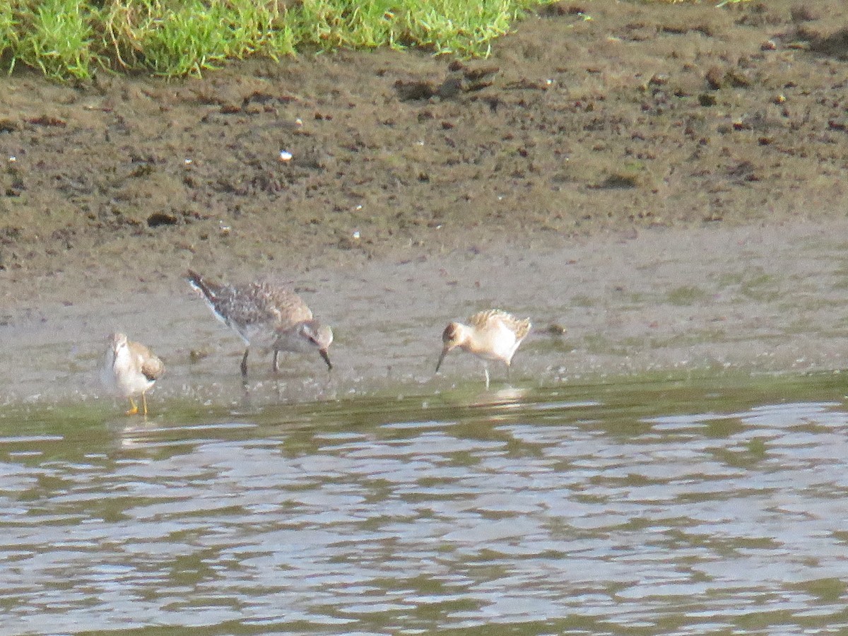 流蘇鷸 - ML644268653