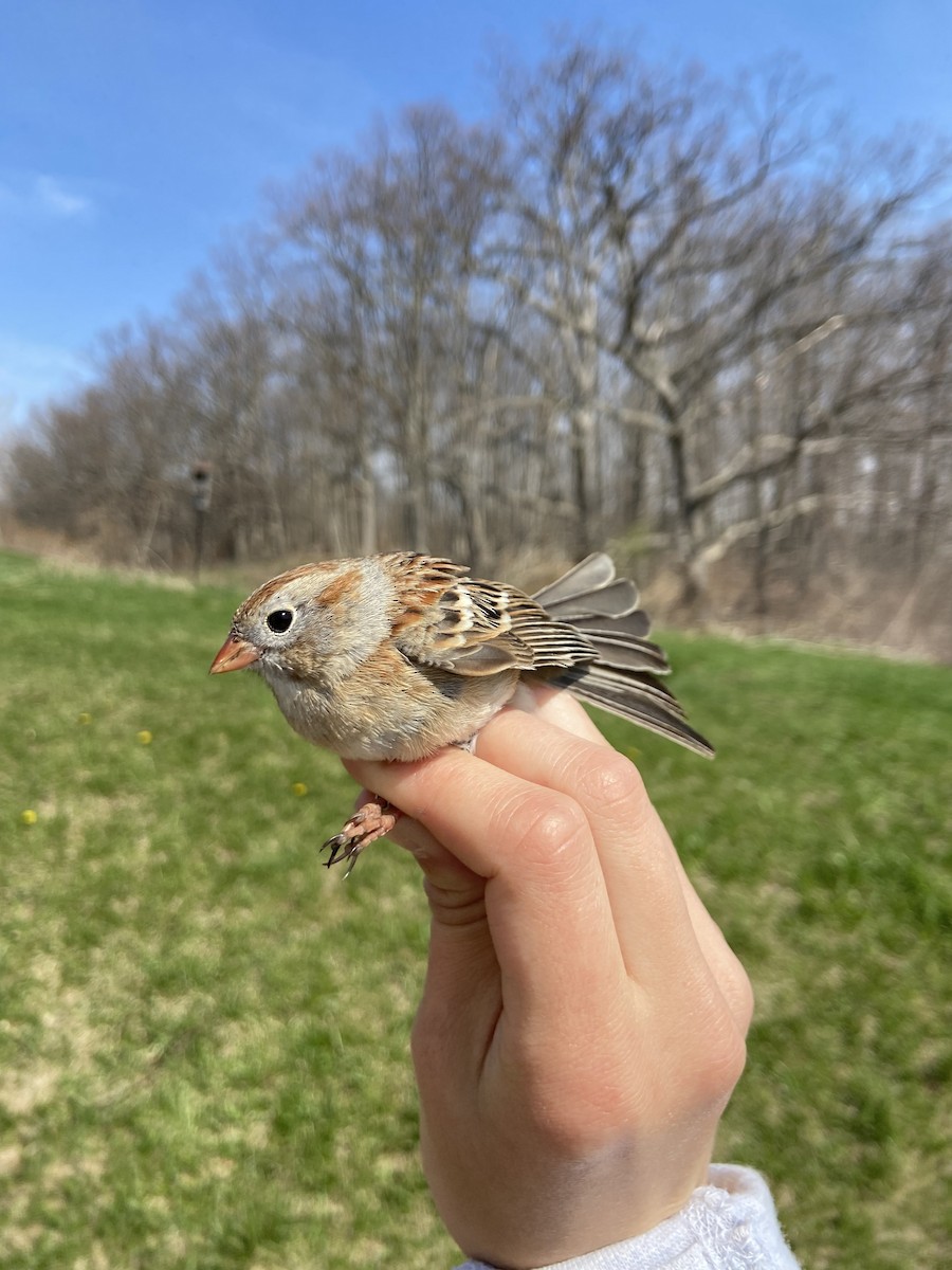 Field Sparrow - ML644268654