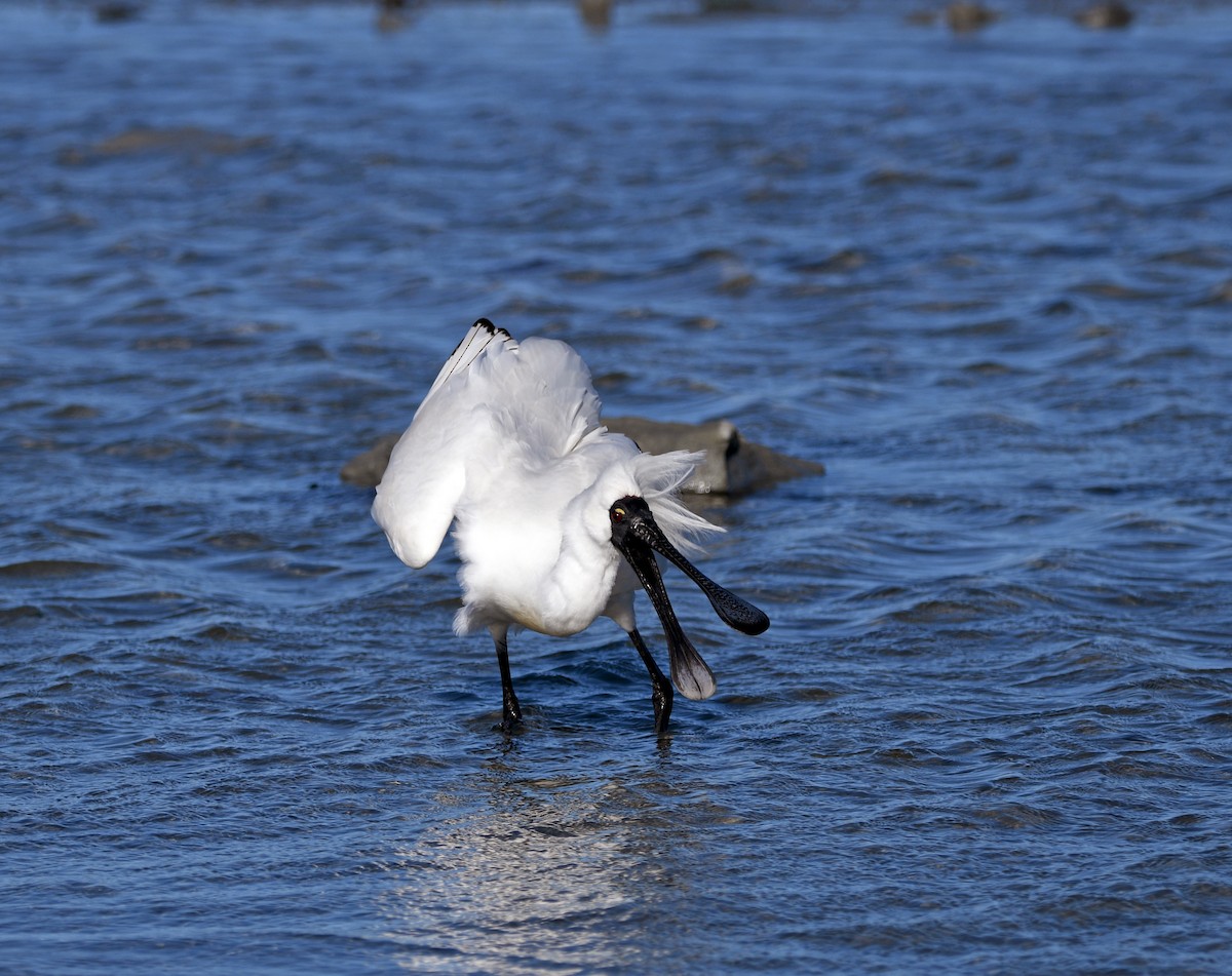 Royal Spoonbill - ML644268655