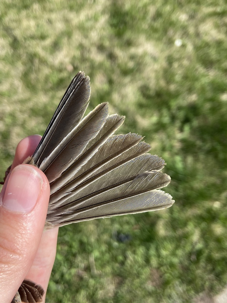 Field Sparrow - ML644268656