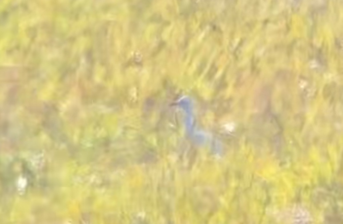 Western Cattle-Egret - ML644268657