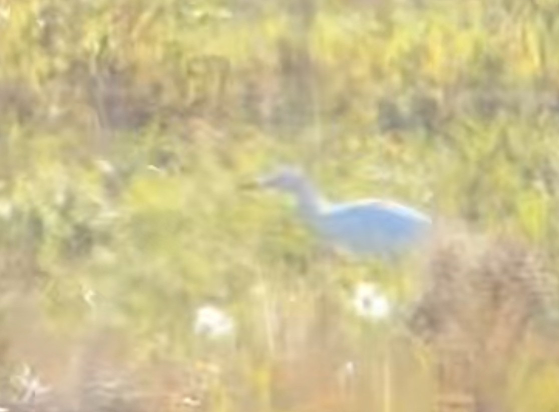 Western Cattle-Egret - ML644268658