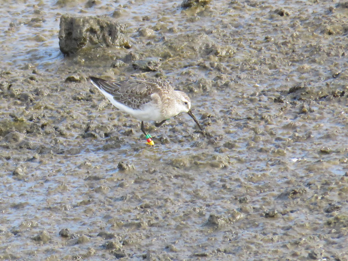 彎嘴濱鷸 - ML644268662