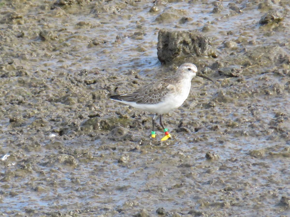 彎嘴濱鷸 - ML644268663