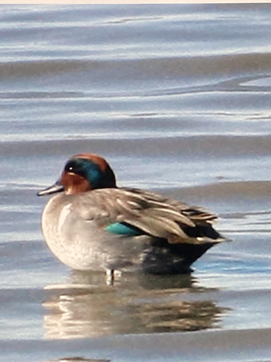 小水鴨 - ML644268664