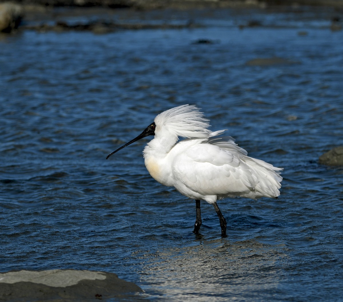 Royal Spoonbill - ML644268665