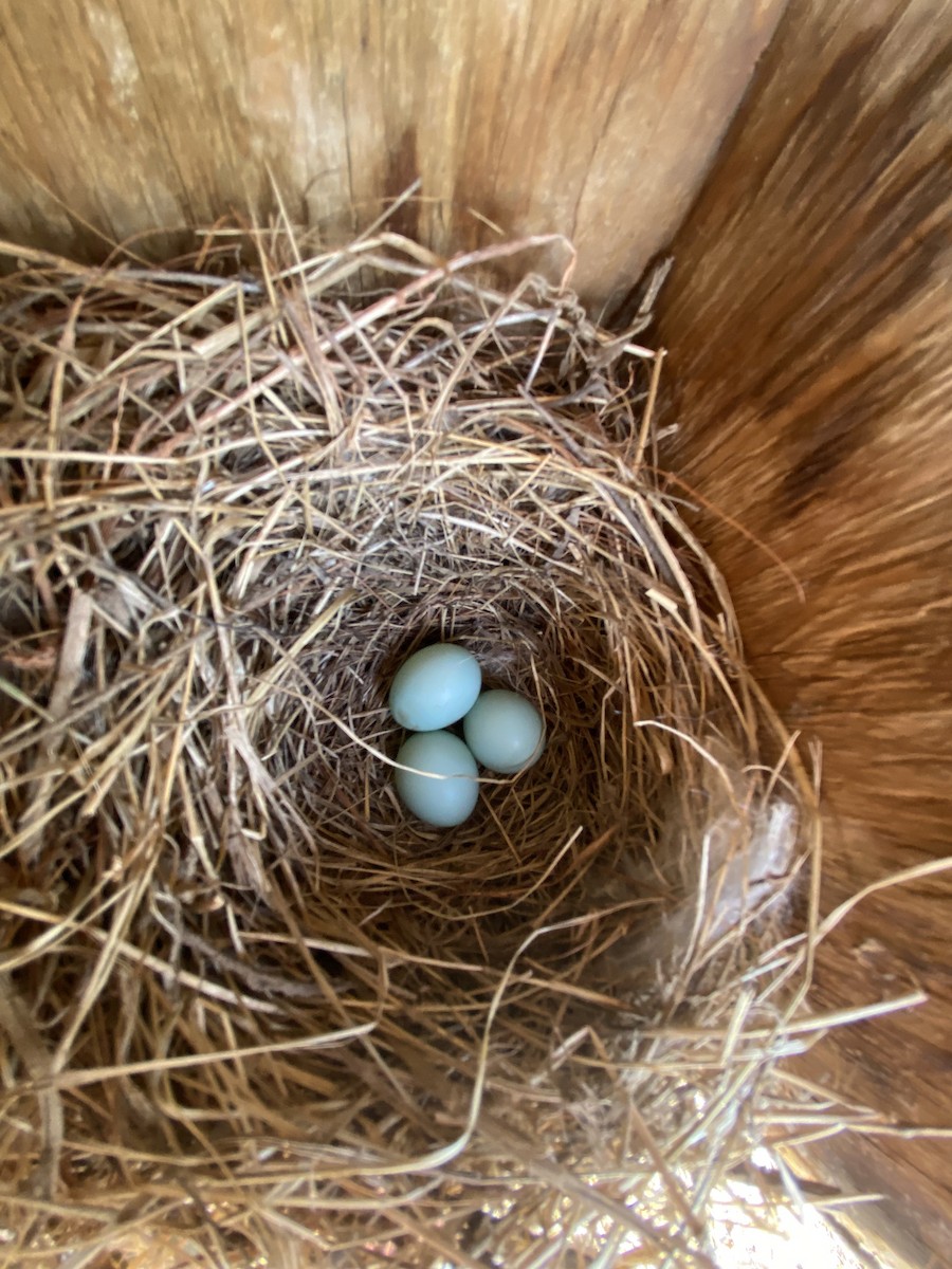 Eastern Bluebird - ML644268666