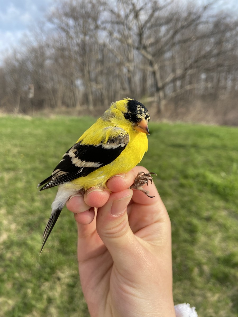 American Goldfinch - ML644268674