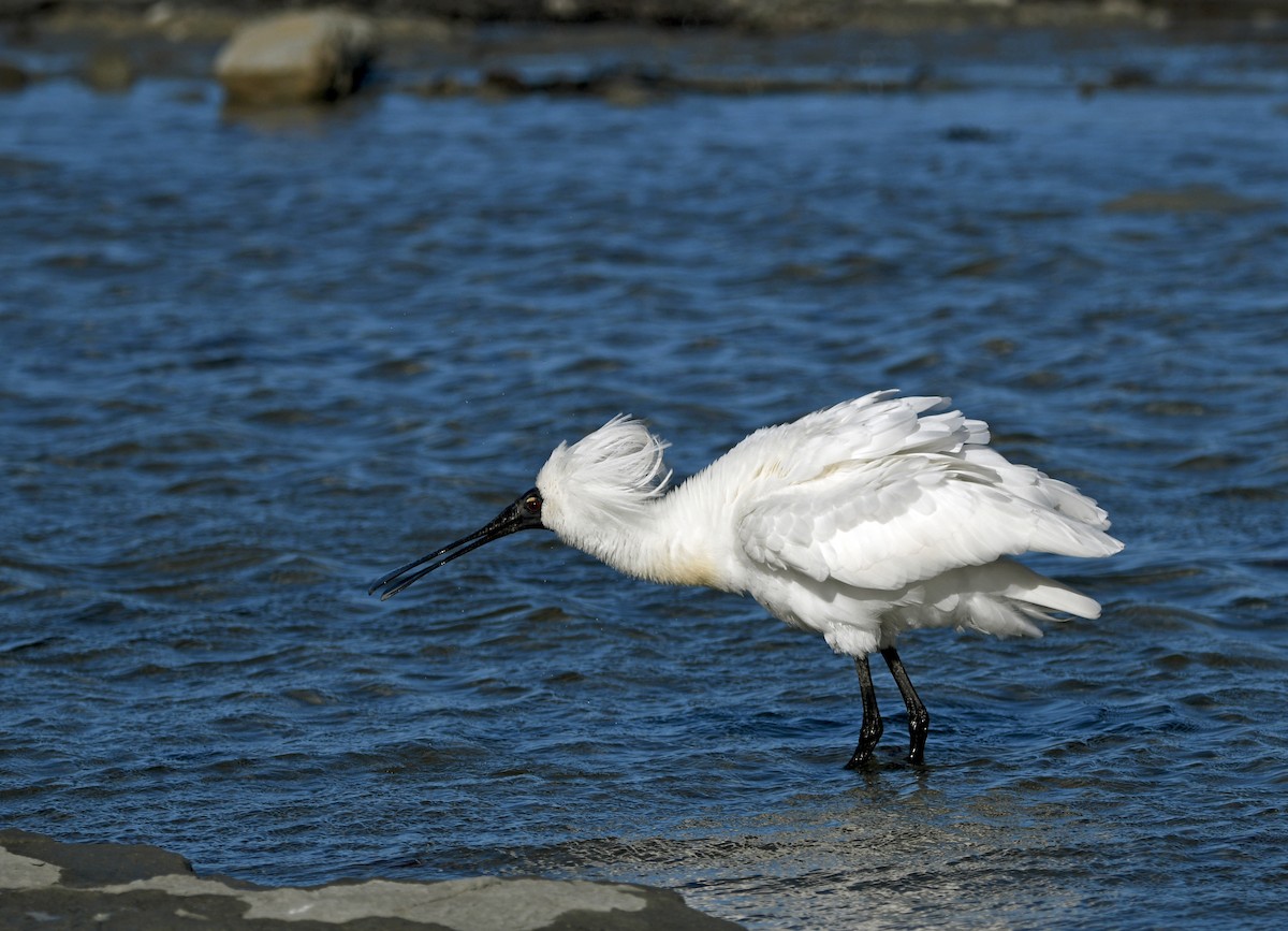 kolpík královský - ML644268675