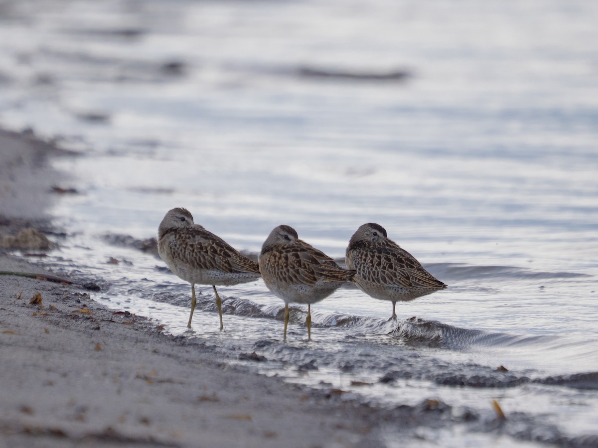 Short-billed Dowitcher - ML644268676