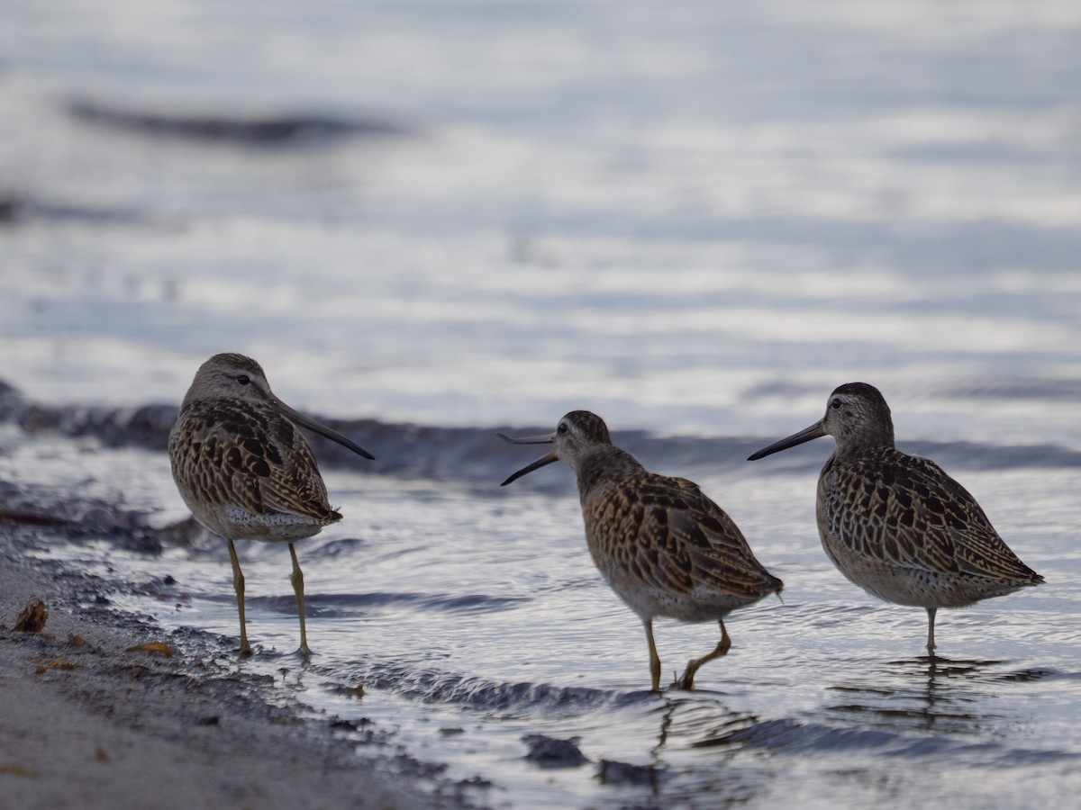 Short-billed Dowitcher - ML644268677