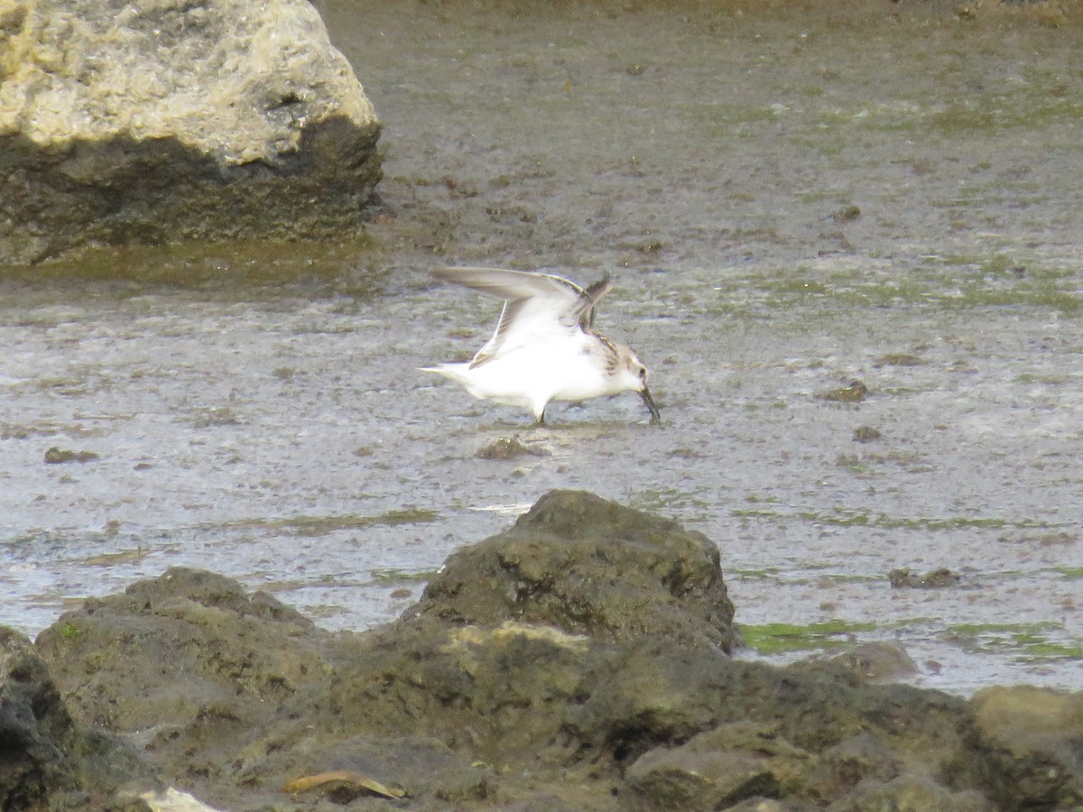 ヨーロッパトウネン - ML644268678