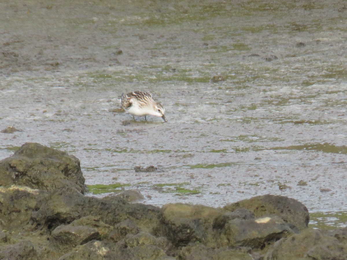 ヨーロッパトウネン - ML644268679