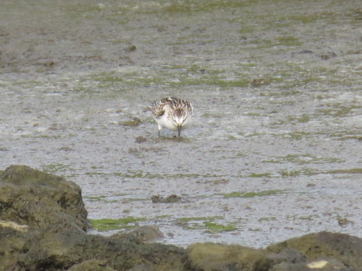 ヨーロッパトウネン - ML644268680