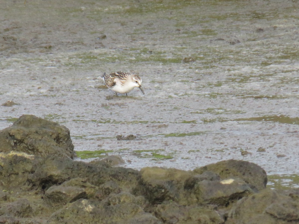 ヨーロッパトウネン - ML644268681