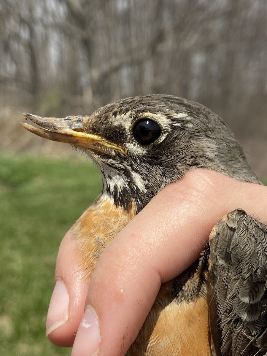 American Robin - ML644268682