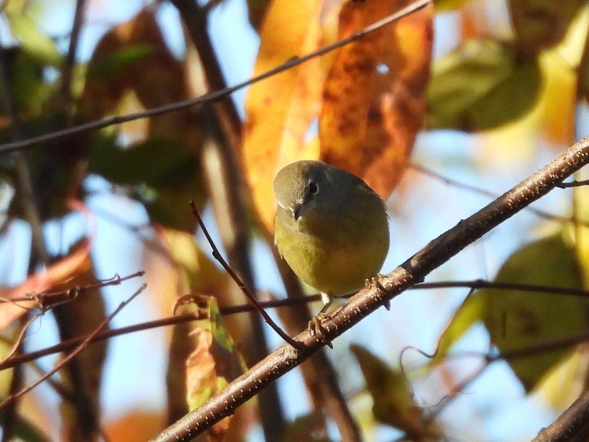 Orange-crowned Warbler - ML644268684