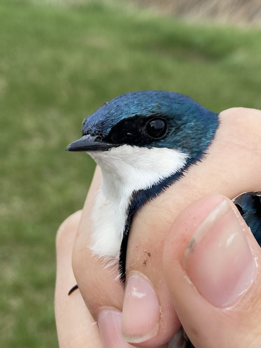 Tree Swallow - ML644268686