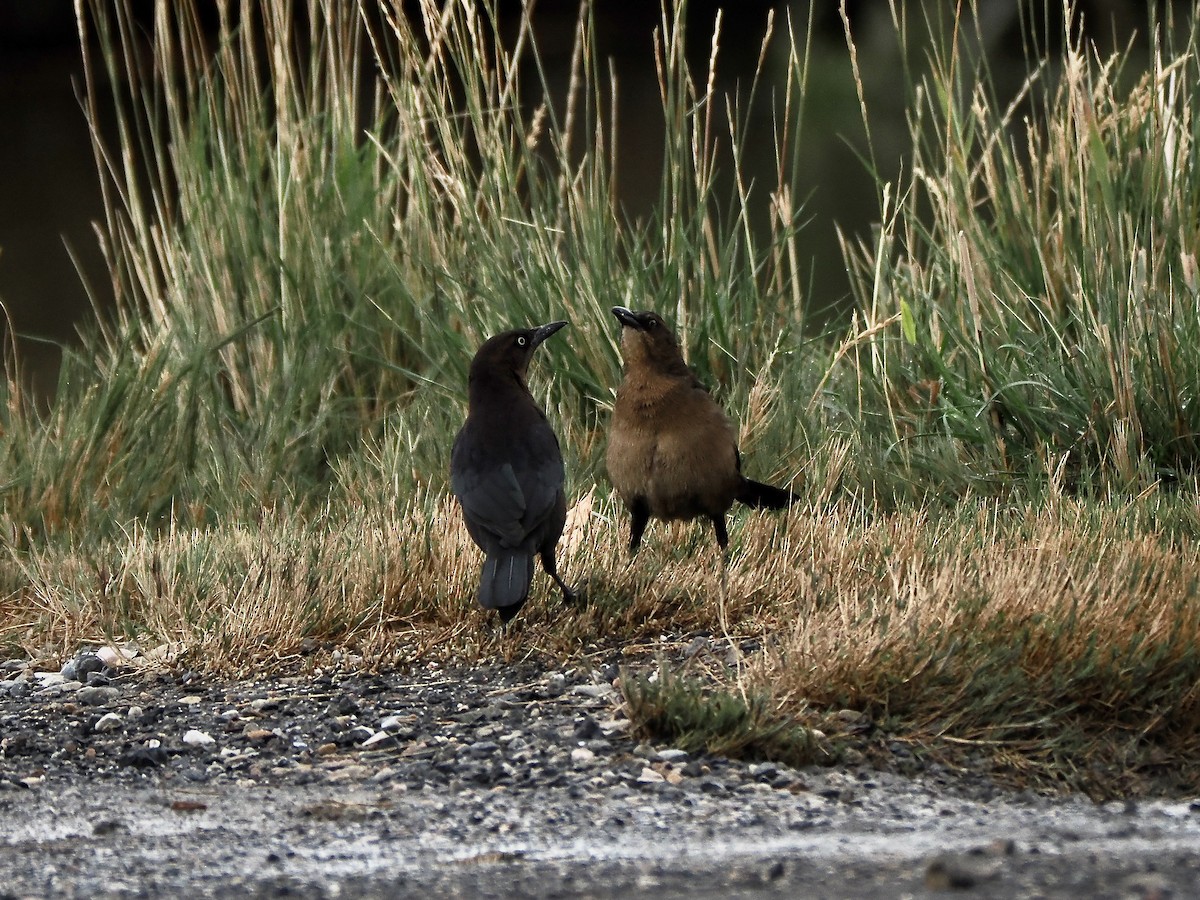 Great-tailed Grackle - ML644268713