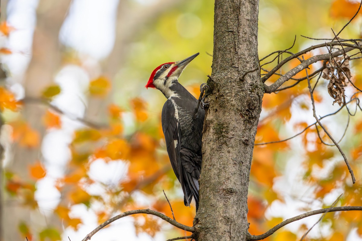 Pileated Woodpecker - ML644268715