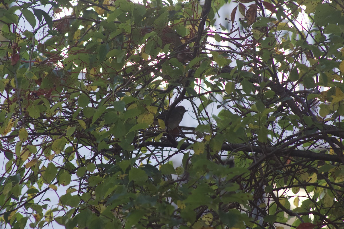 Grive à joues grises - ML644268716