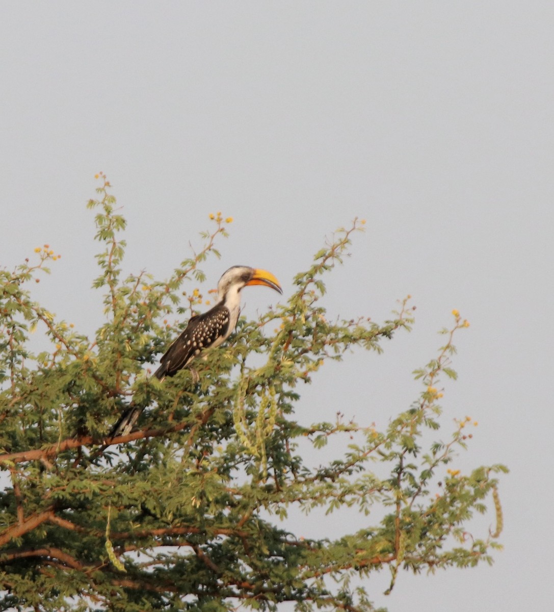 Toco Piquigualdo Norteño - ML644268717