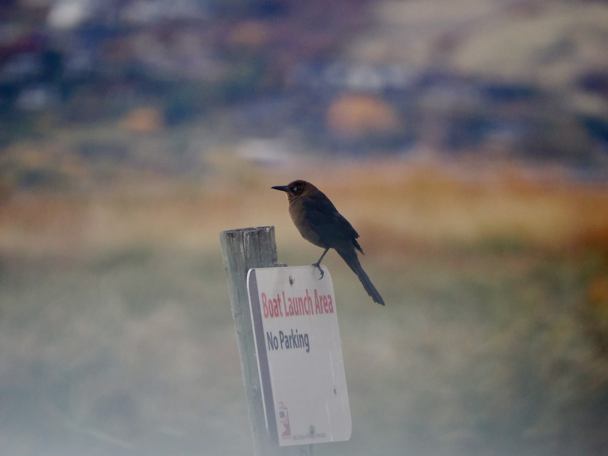 Great-tailed Grackle - ML644268718