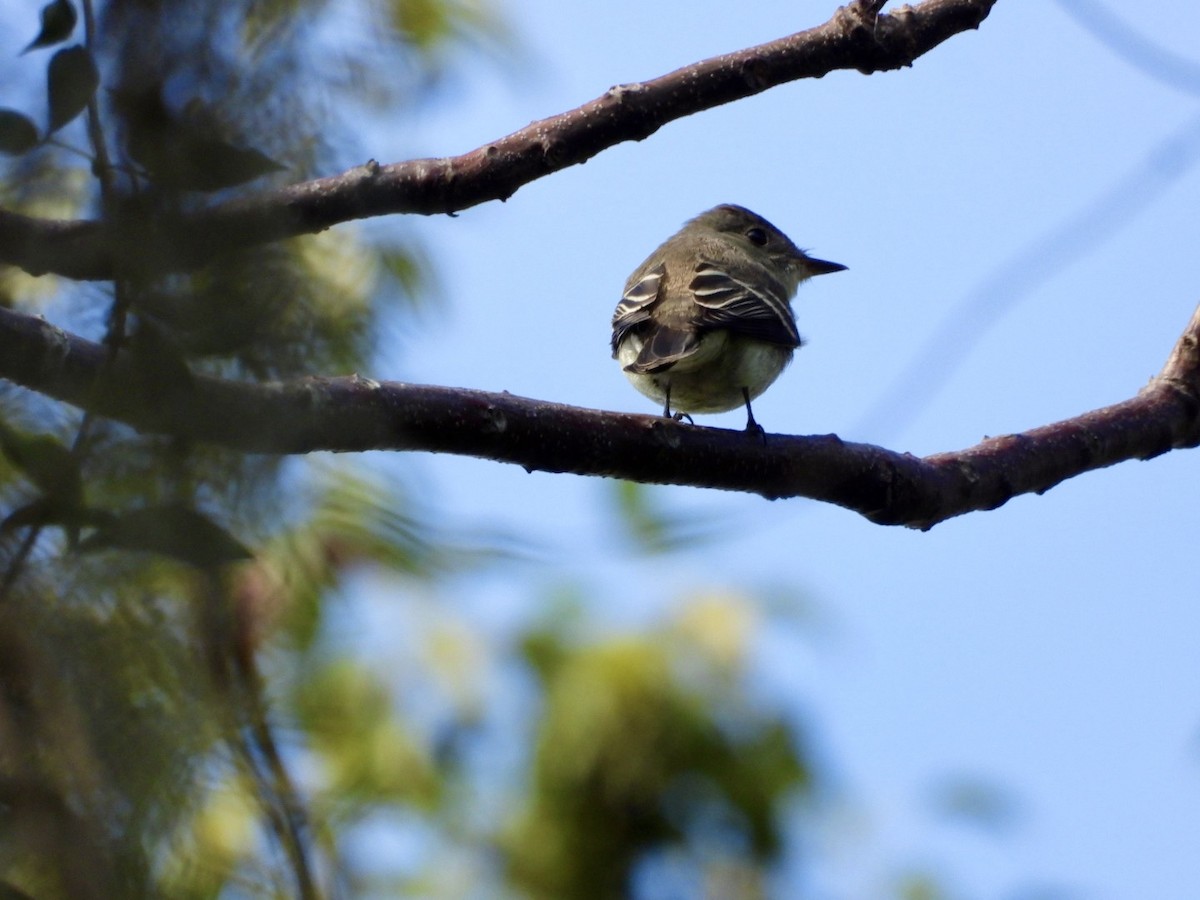 Eastern Wood-Pewee - ML644268722