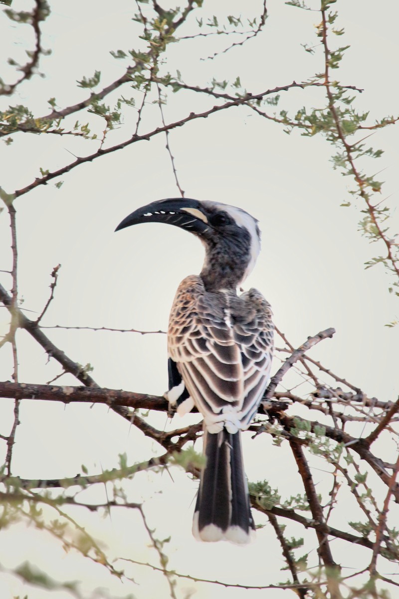 African Gray Hornbill - ML644268727