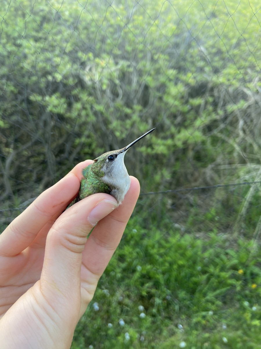 Ruby-throated Hummingbird - ML644268728