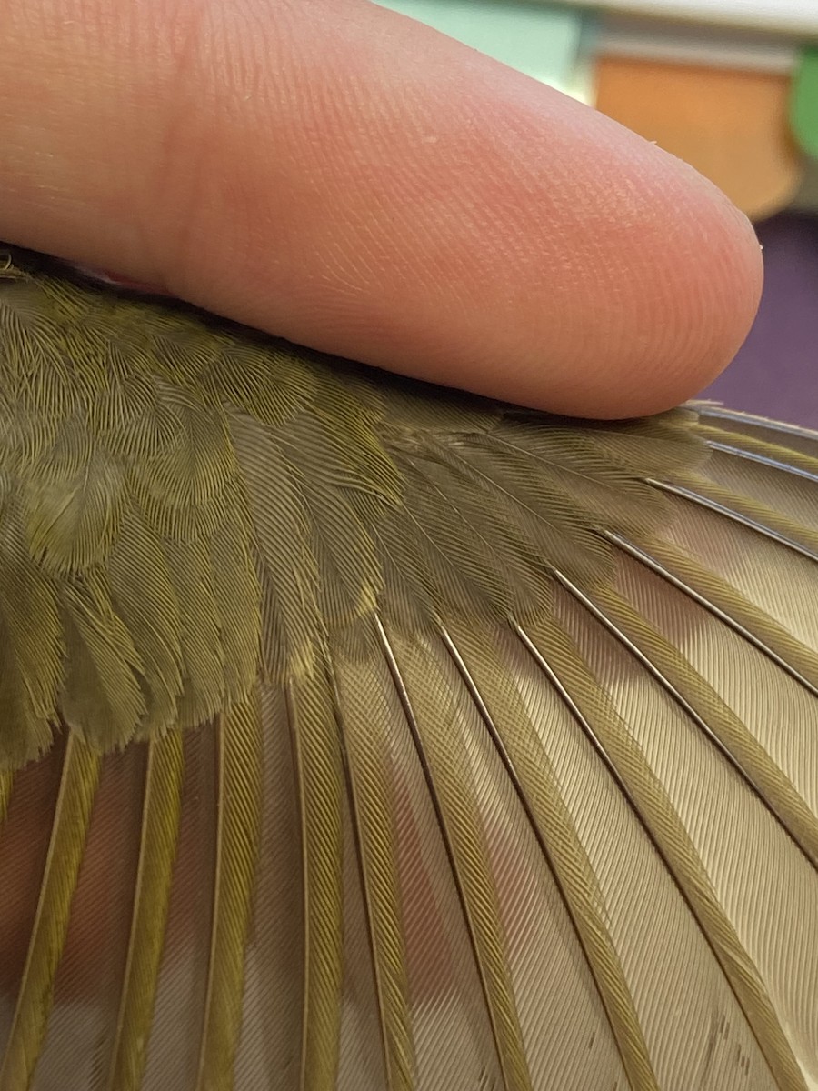 Common Yellowthroat - ML644268732